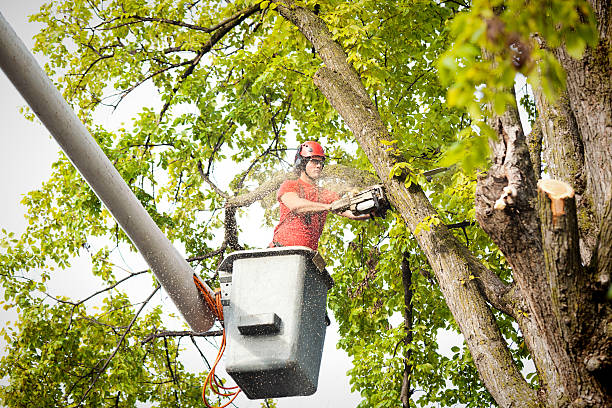 Best Commercial Tree Removal  in Gruetli Laager, TN