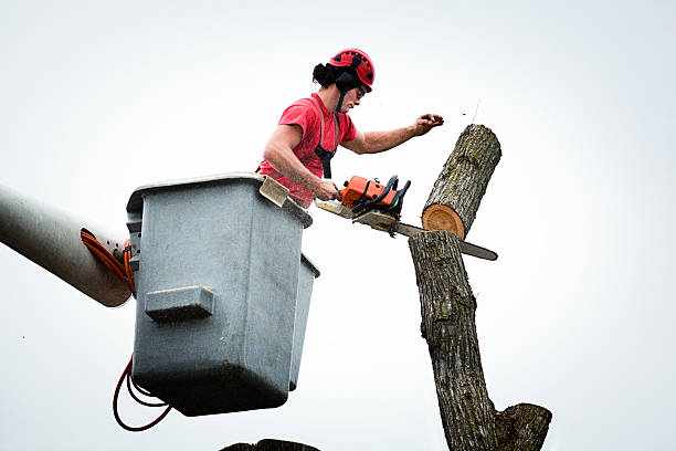 Gruetli Laager, TN Tree Removal Services Company