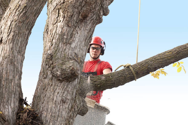 How Our Tree Care Process Works  in  Gruetli Laager, TN